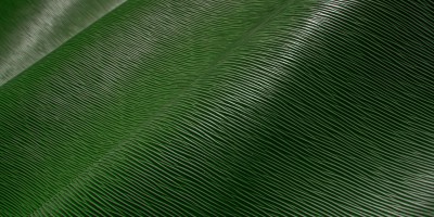 Chlorophyll